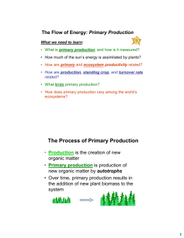 The Process of Primary Production