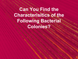 Characterisitics of Bacteria Colonies Activity PowerPoint