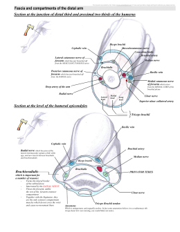 Fascia and compartments of the distal arm