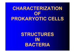Characterization of prokaryotic cells