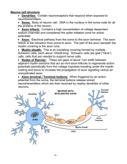Neuron cell structure • Dendrites: Contain neuroreceptors that