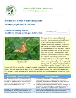Fritillary Butterfly species - Loudoun Wildlife Conservancy