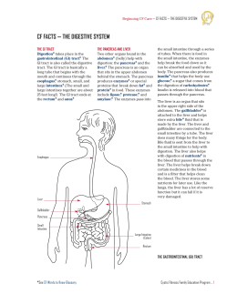 cf facts — the digestive system - Children`s Hospital of Illinois