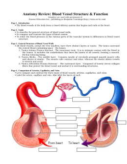 Anatomy Review: Blood Vessel Structure