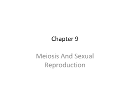 Meiosis And Sexual Reproduction