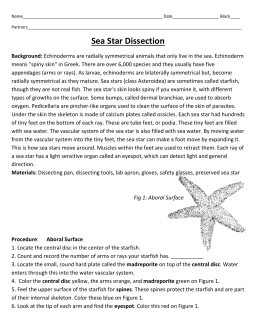 Sea Star Dissection Paper