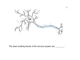 The basic building blocks of the nervous system are . 1