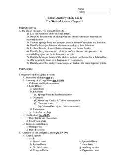 Human Anatomy Study Guide The Skeletal System: Chapter 6