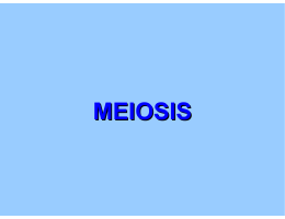 meiosis - Citrus College