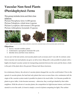 Vascular Non-Seed Plants (Pteridophytes): Ferns