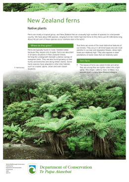 New Zealand ferns - Department of Conservation