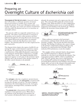Overnight Culture of Escherichia coli