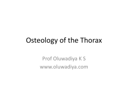Osteology of the thorax
