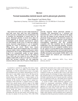 Skeletal muscle phenotypic plasticity