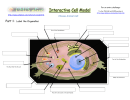 Interactive Cell Model