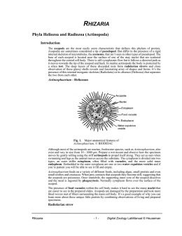 Phyla Heliozoa and Radiozoa (Actinopoda)
