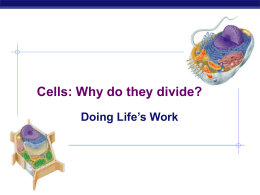 Cells: Why do they divide?