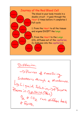 the Red Blood Cell Journey of