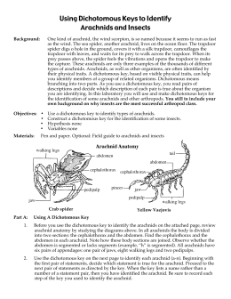 Arachnid Dichotomous Key