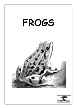 Frogs - Wildwood Trust