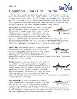 Common Sharks of Florida