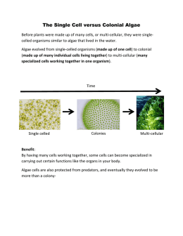The Single Cell versus Colonial Algae