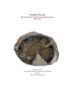 Petrified Wood: The Silicification of Wood by Permineralization