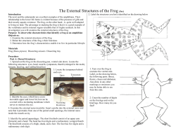 The External Structures of the Frog (5ec)
