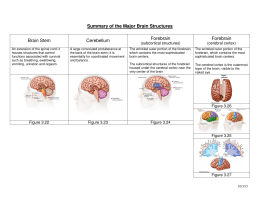 Summary of the Major Brain Structures Brain Stem Cerebellum