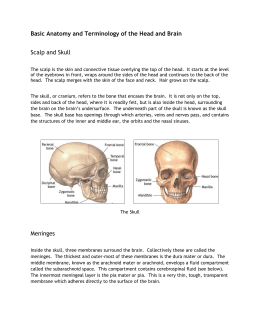 Basic Anatomy and Terminology of the Head and Brain Scalp and