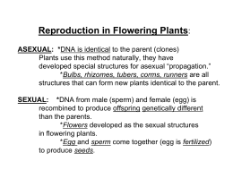 Reproduction in Flowering Plants: