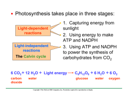Photosynthesis takes place in three stages