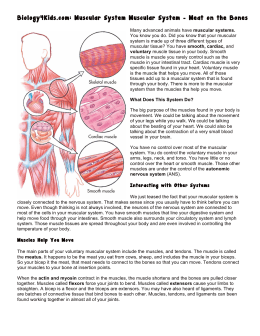 Biology4Kids.com: Muscular System Muscular System