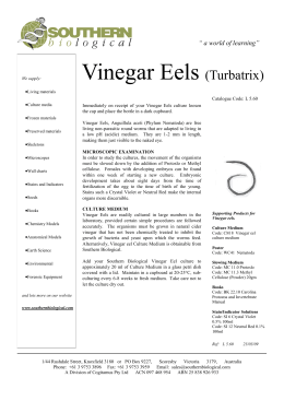 Vinegar Eels (Turbatrix)