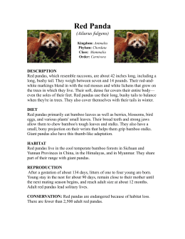 Red Panda - Jackson Zoo