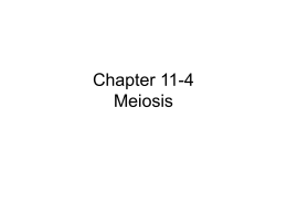 Chapter 11-4 Meiosis