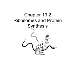 Chapter 13.2 Ribosomes and Protein Synthesis