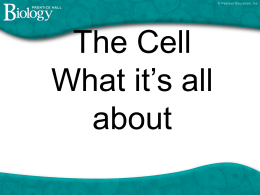 The Cell What it`s all about