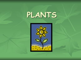 Plants Make Food