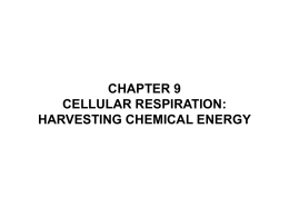 chapter 9 cellular respiration: harvesting chemical energy