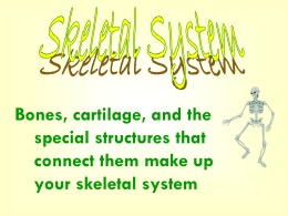 Skeletal System - Madison County Schools
