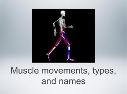 types of muscle movements - Kleins