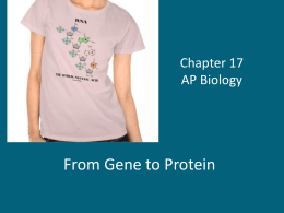 From Gene to Protein Chapter 17 AP Biology