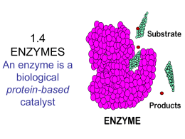 1.4 ENZYMES An enzyme is a biological protein