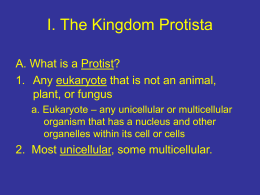 20-1 The Kingdom Protista
