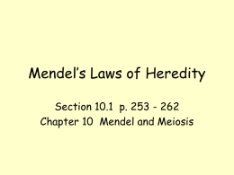 Mendel`s Laws of Heredity