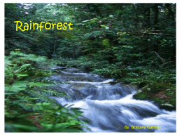 Rainforest - Courseweb