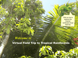 Rainforest PowerPoint File