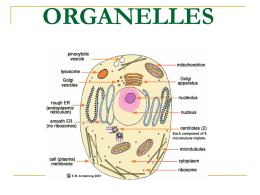 Cell Organelle PPTS