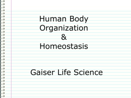 Human Body Organization and Homeostasis